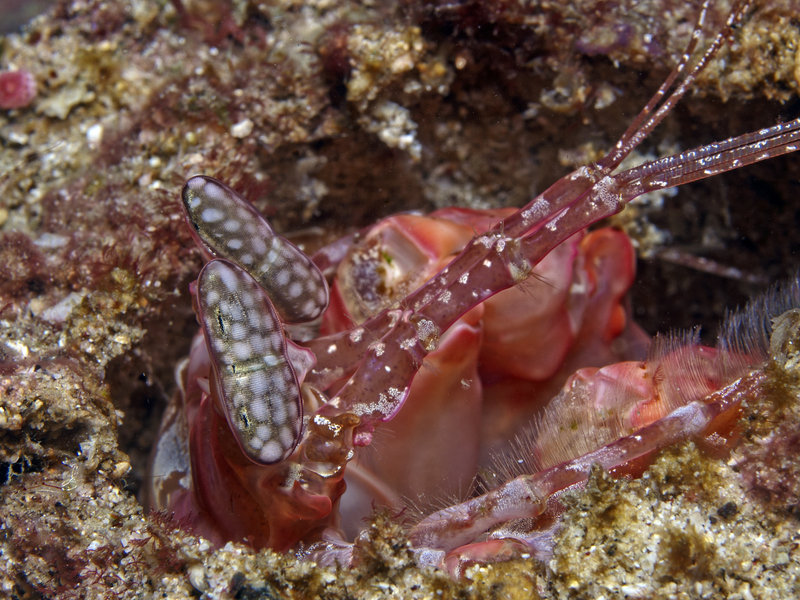 Spearing Mantis Shrimp, Monkey Beach